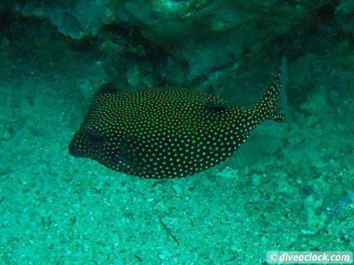 Koh Lipe The Best Dive Sites of Southern Thailand Koh Lipe Thailand Diveoclock 14