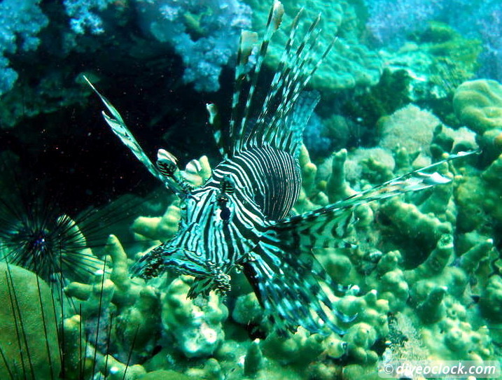 Koh Lipe The Best Dive Sites of Southern Thailand Koh Lipe Thailand Diveoclock 15