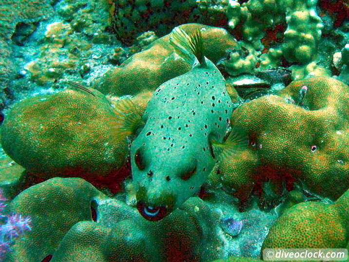 Koh Lipe The Best Dive Sites of Southern Thailand Koh Lipe Thailand Diveoclock 23