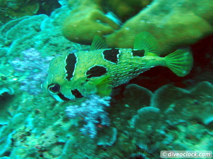 Koh Lipe The Best Dive Sites of Southern Thailand Koh Lipe Thailand Diveoclock 26