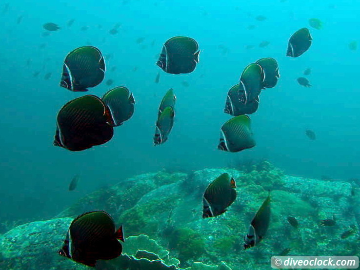 Koh Lipe The Best Dive Sites of Southern Thailand Koh Lipe Thailand Diveoclock 27