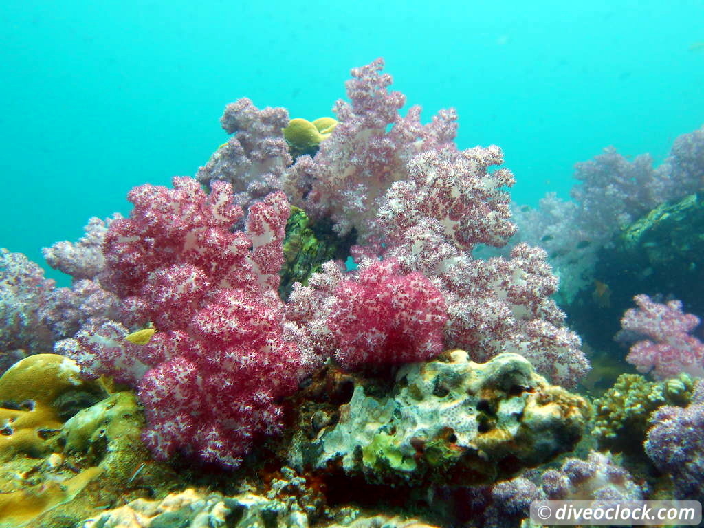 Koh Lipe The Best Dive Sites of Southern Thailand Koh Lipe Thailand Diveoclock 9