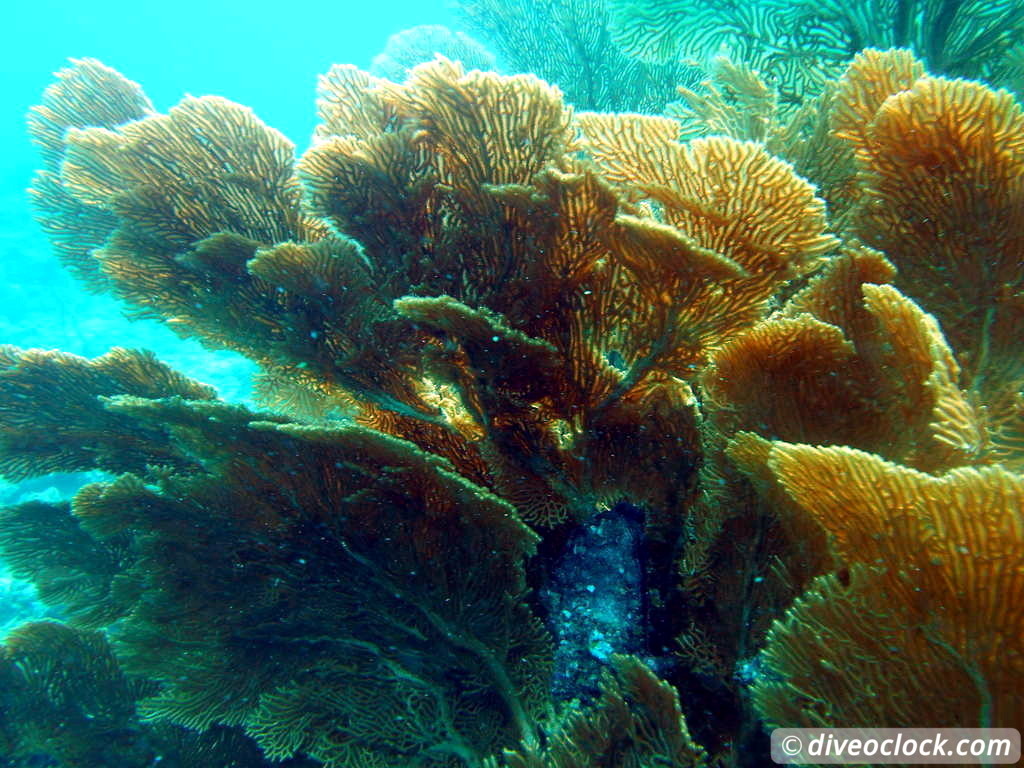 Koh Phi Phi Awesome SCUBA Diving in The Andaman Sea Thailand  Koh Phi Phi Thailand Diveoclock 11