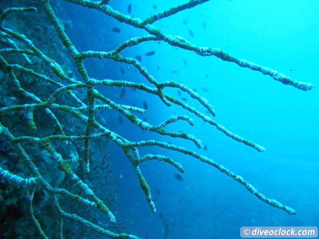 Koh Phi Phi Awesome SCUBA Diving in The Andaman Sea Thailand  Koh Phi Phi Thailand Diveoclock 17