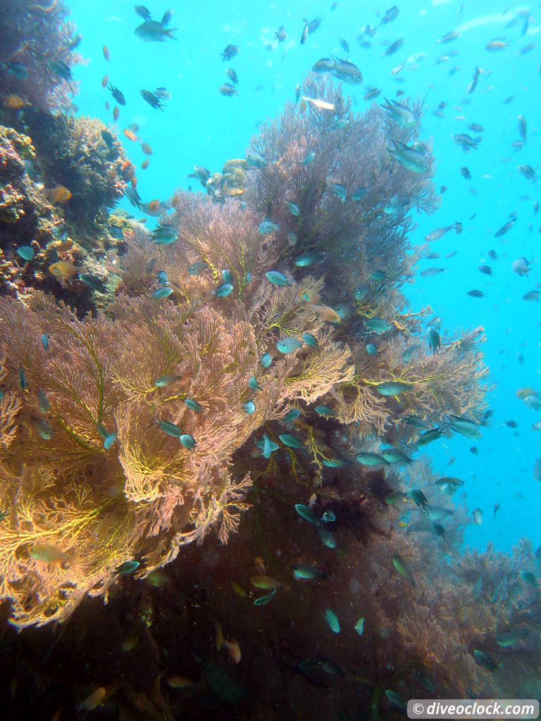 Koh Phi Phi Awesome SCUBA Diving in The Andaman Sea Thailand  Koh Phi Phi Thailand Diveoclock 25