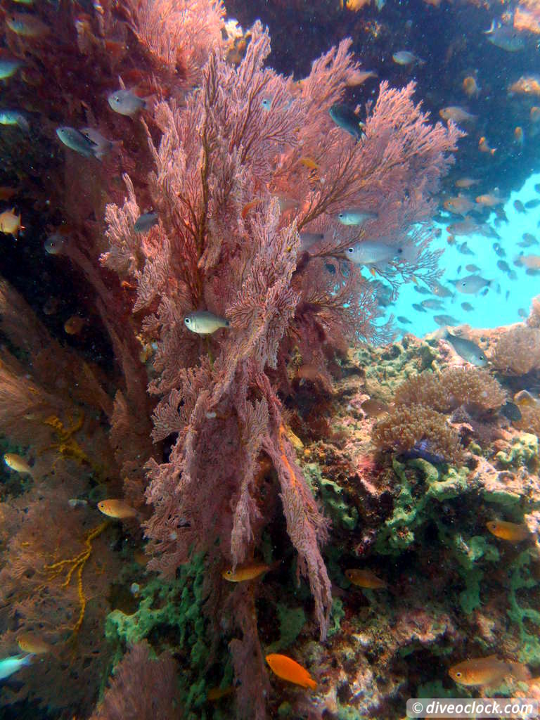 Koh Phi Phi Awesome SCUBA Diving in The Andaman Sea Thailand  Koh Phi Phi Thailand Diveoclock 26