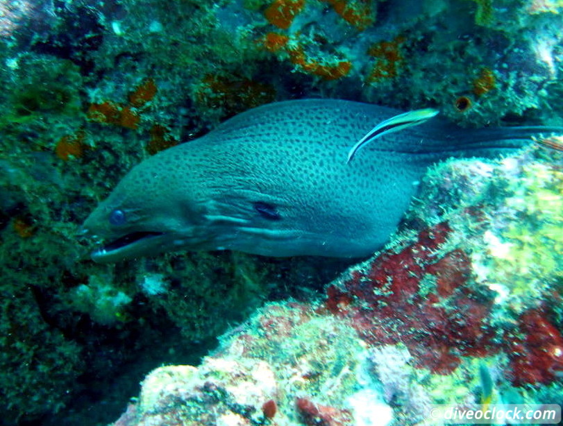 Koh Phi Phi Awesome SCUBA Diving in The Andaman Sea Thailand  Koh Phi Phi Thailand Diveoclock 27