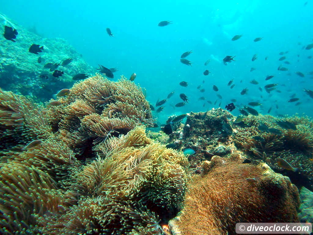 Koh Phi Phi Awesome SCUBA Diving in The Andaman Sea Thailand  Koh Phi Phi Thailand Diveoclock 28