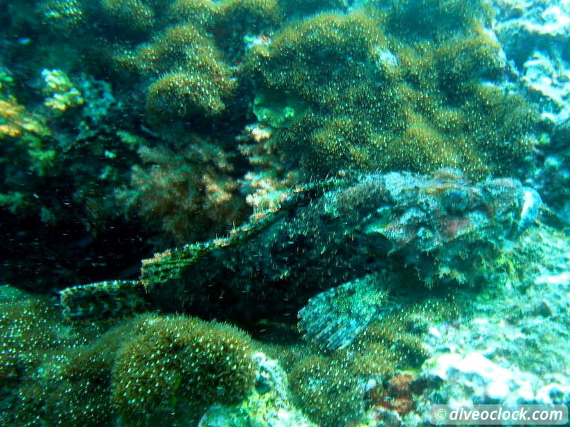 Koh Phi Phi Awesome SCUBA Diving in The Andaman Sea Thailand  Koh Phi Phi Thailand Diveoclock 29