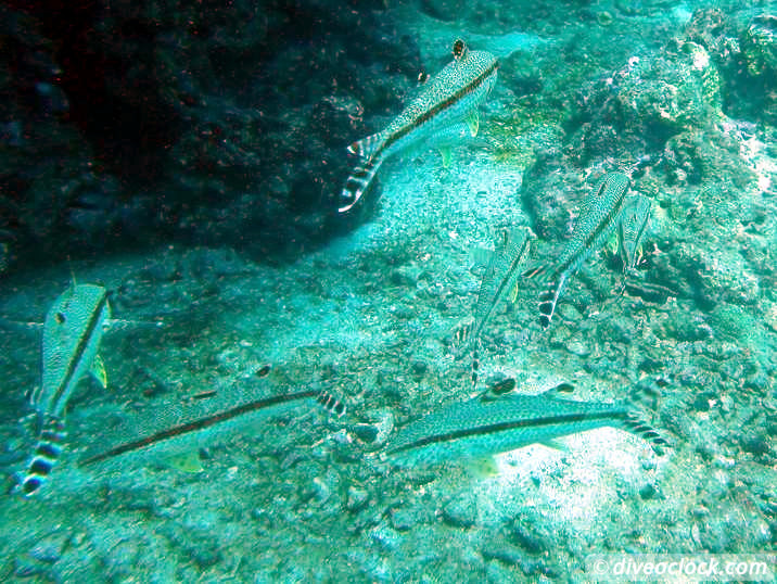 Koh Phi Phi Awesome SCUBA Diving in The Andaman Sea Thailand  Koh Phi Phi Thailand Diveoclock 3