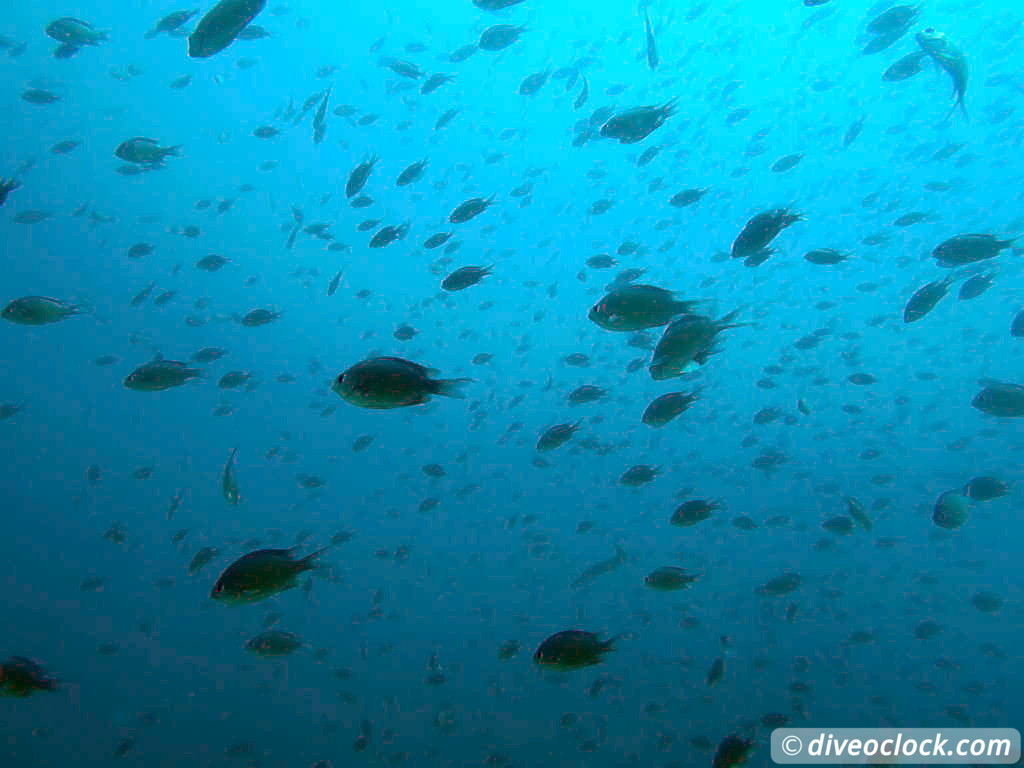 Koh Phi Phi Awesome SCUBA Diving in The Andaman Sea Thailand  Koh Phi Phi Thailand Diveoclock 32