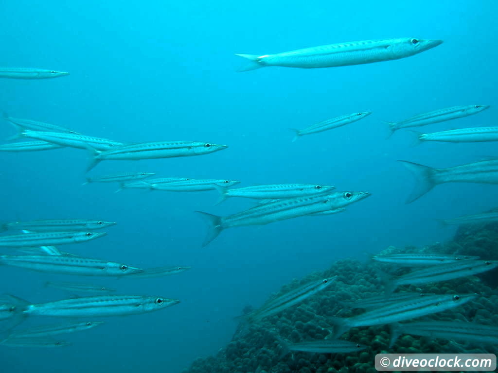 Koh Phi Phi Awesome SCUBA Diving in The Andaman Sea Thailand  Koh Phi Phi Thailand Diveoclock 34