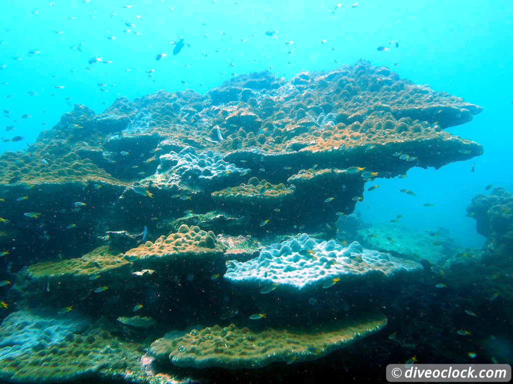 Koh Phi Phi Awesome SCUBA Diving in The Andaman Sea Thailand  Koh Phi Phi Thailand Diveoclock 5