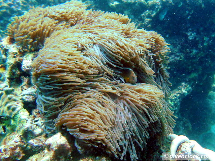 Koh Phi Phi Awesome SCUBA Diving in The Andaman Sea Thailand  Koh Phi Phi Thailand Diveoclock 7