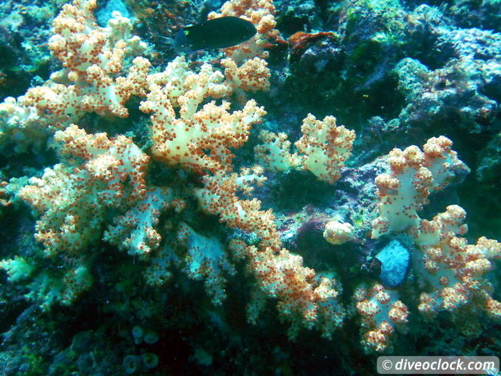 Koh Phi Phi Awesome SCUBA Diving in The Andaman Sea Thailand  Koh Phi Phi Thailand Diveoclock 9