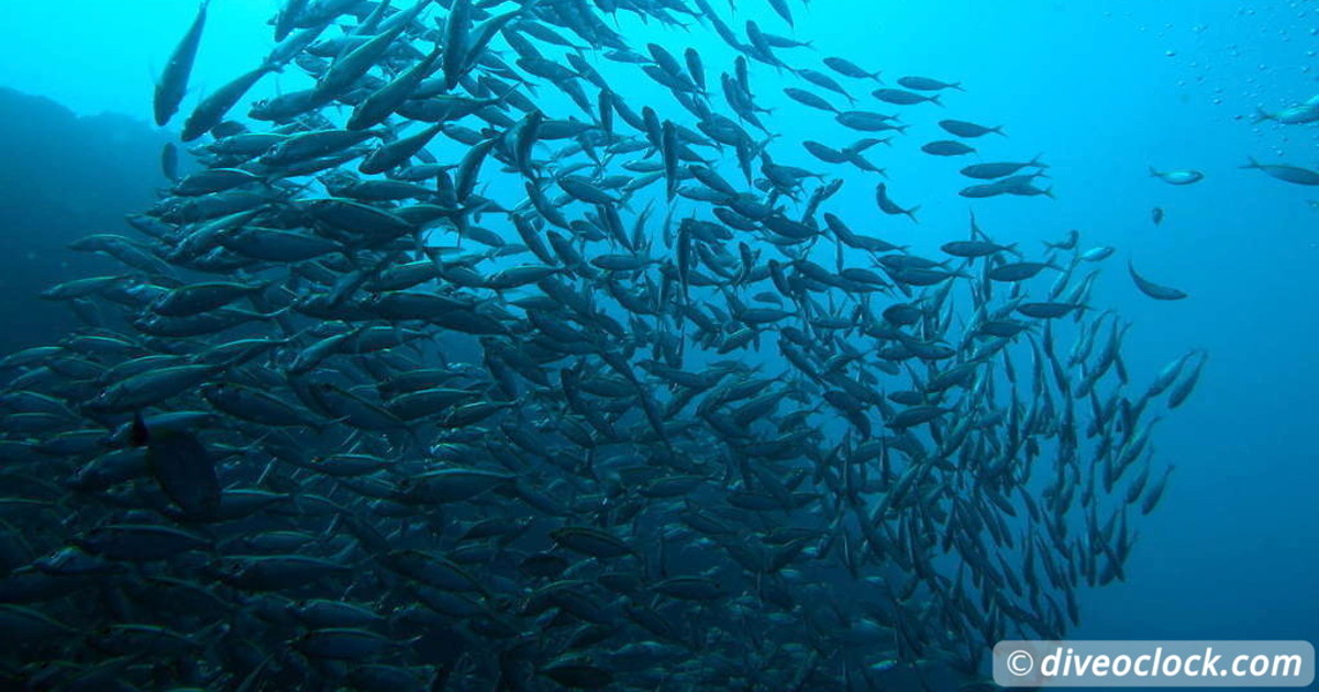 Koh Rong Diving with Sharks Nudibranch in Cambodia  Asia Thailand Koh Tao 