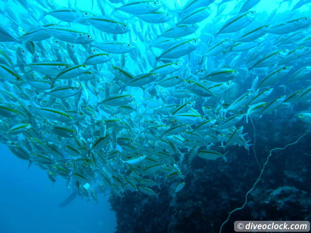 Koh Tao How to Organize Diving at this Hot Spot in Thailand Tips from a PRO Koh Tao Thailand Diveoclock 12