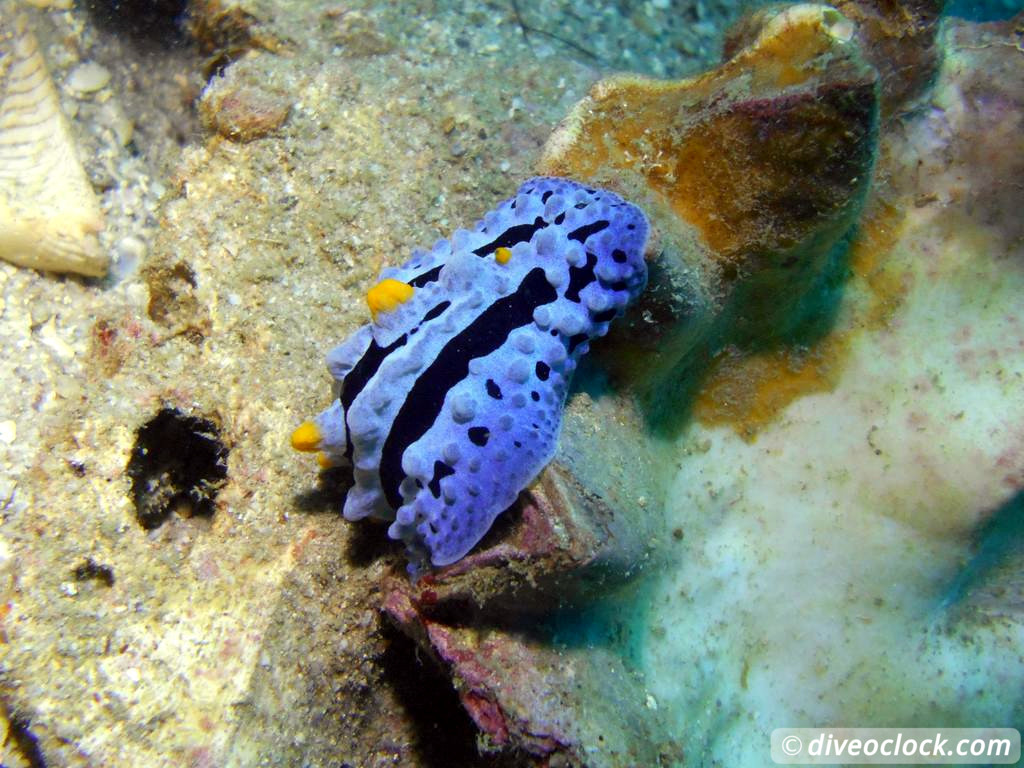 Koh Tao How to Organize Diving at this Hot Spot in Thailand Tips from a PRO Koh Tao Thailand Diveoclock 15