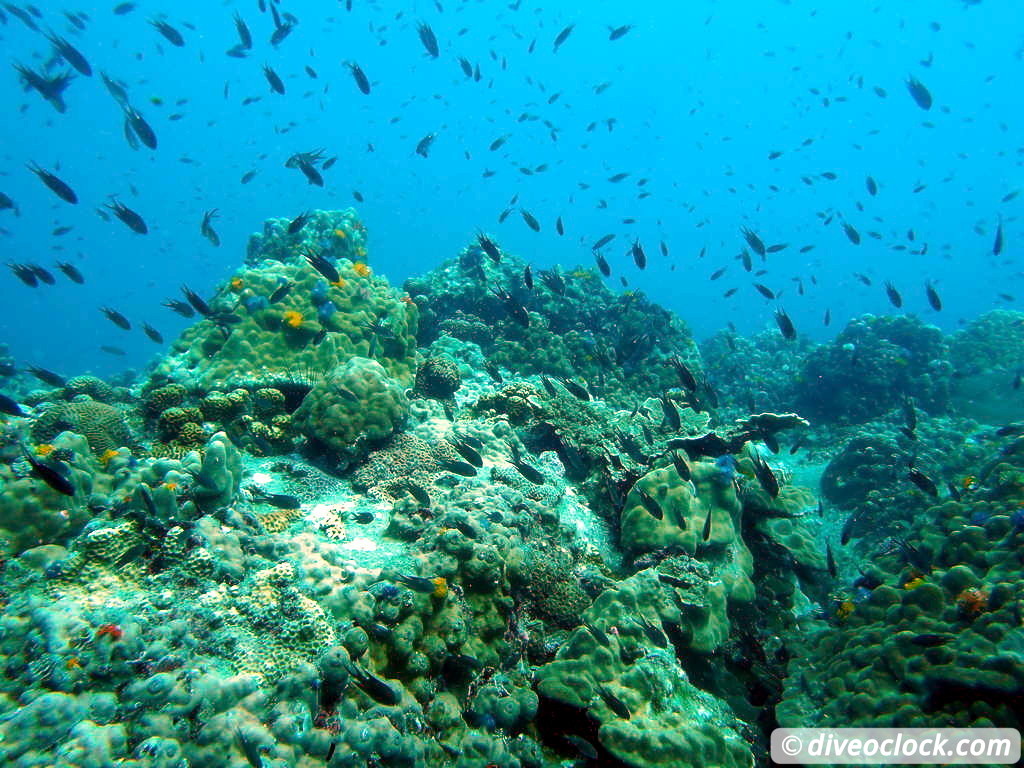 Koh Tao How to Organize Diving at this Hot Spot in Thailand Tips from a PRO Koh Tao Thailand Diveoclock 20