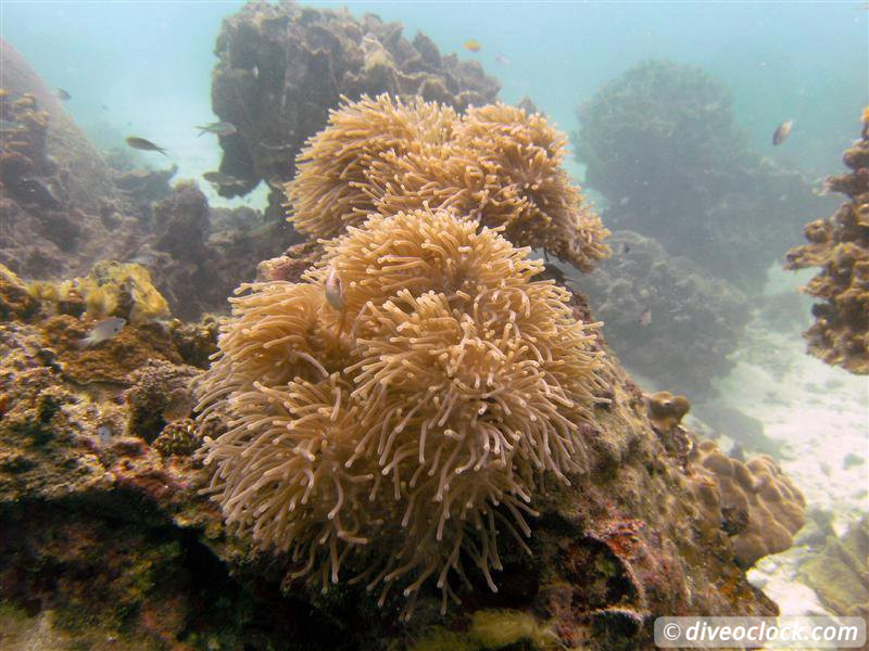 Koh Tao How to Organize Diving at this Hot Spot in Thailand Tips from a PRO Koh Tao Thailand Diveoclock 6