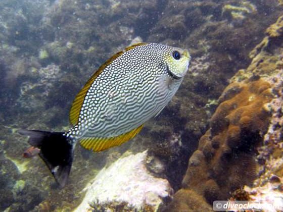 Koh Tao How to Organize Diving at this Hot Spot in Thailand Tips from a PRO Koh Tao Thailand Diveoclock 7