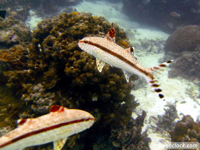 Koh Tao How to Organize Diving at this Hot Spot in Thailand Tips from a PRO Koh Tao Thailand Diveoclock 8