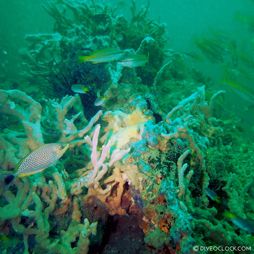 diveoclock_scuba_diving_pattaya_wrecks_jomtien_thailand