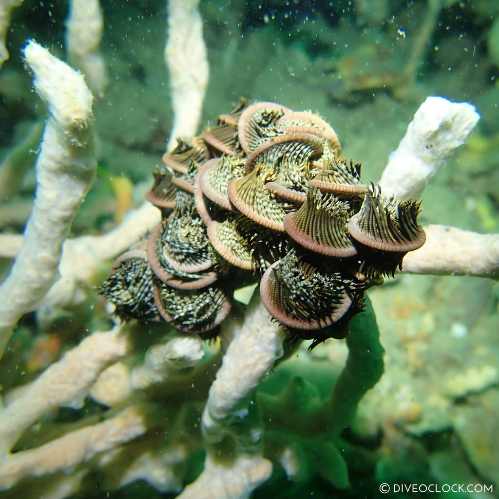 diveoclock_scuba_diving_pattaya_wrecks_jomtien_thailand