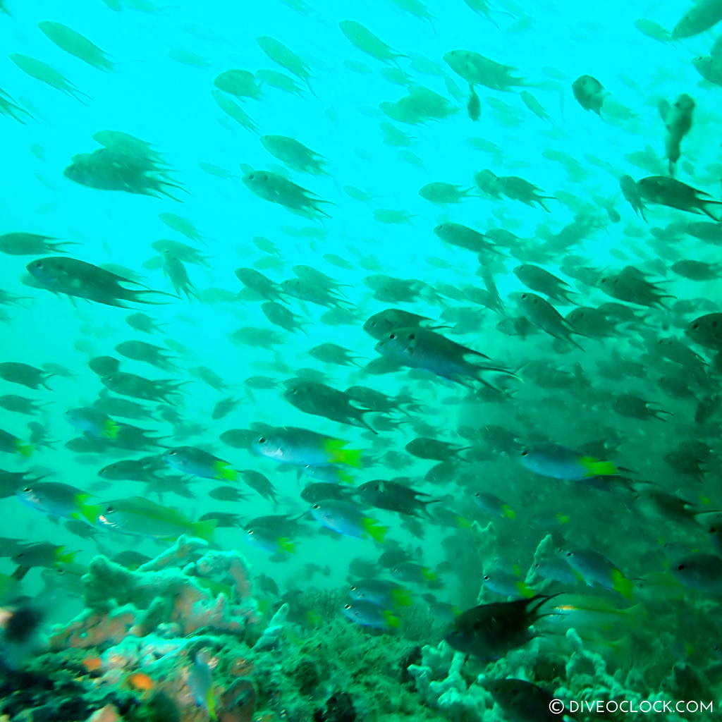 diveoclock_scuba_diving_pattaya_wrecks_jomtien_thailand