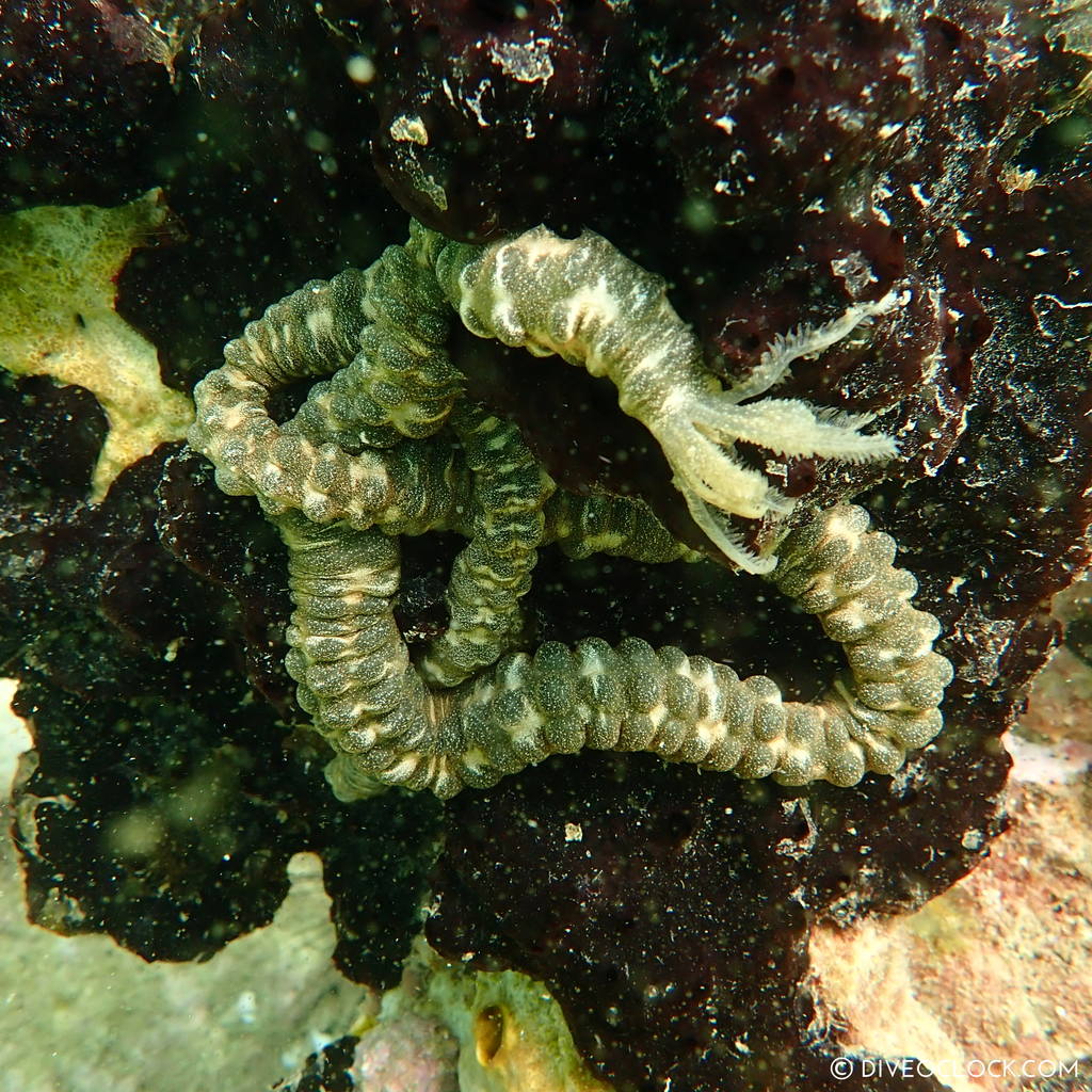 diveoclock_scuba_diving_pattaya_wrecks_jomtien_thailand