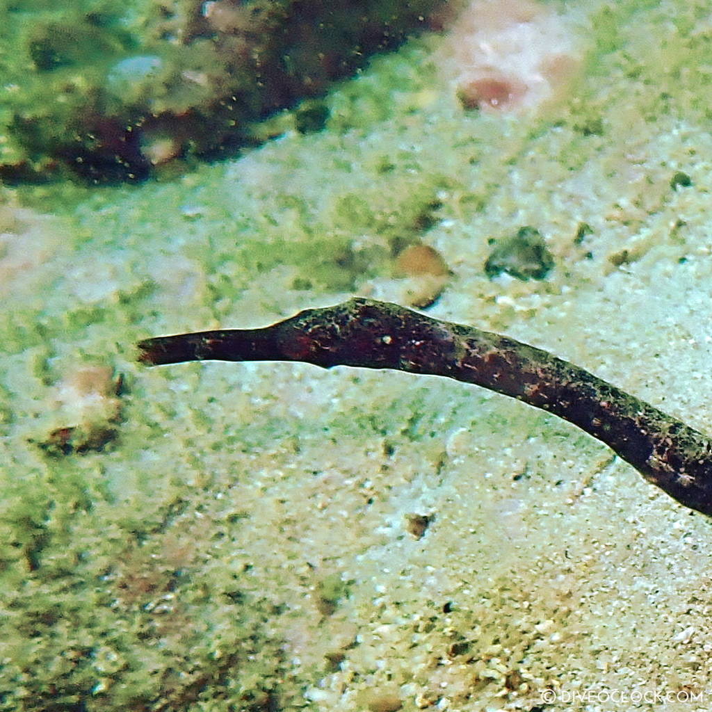 diveoclock_scuba_diving_pattaya_wrecks_jomtien_thailand