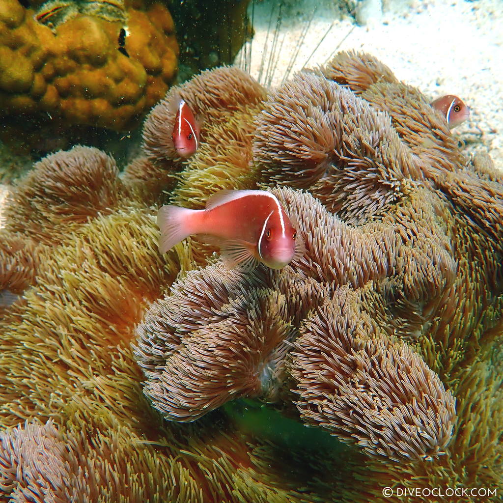 diveoclock_scuba_diving_pattaya_wrecks_jomtien_thailand