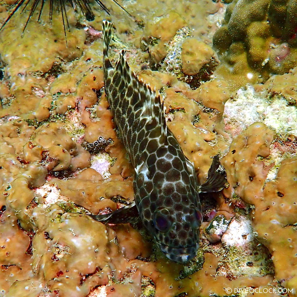 diveoclock_scuba_diving_pattaya_wrecks_jomtien_thailand