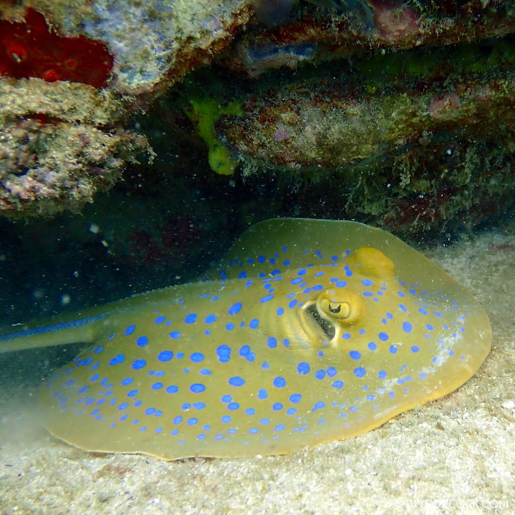 diveoclock_scuba_diving_pattaya_wrecks_jomtien_thailand