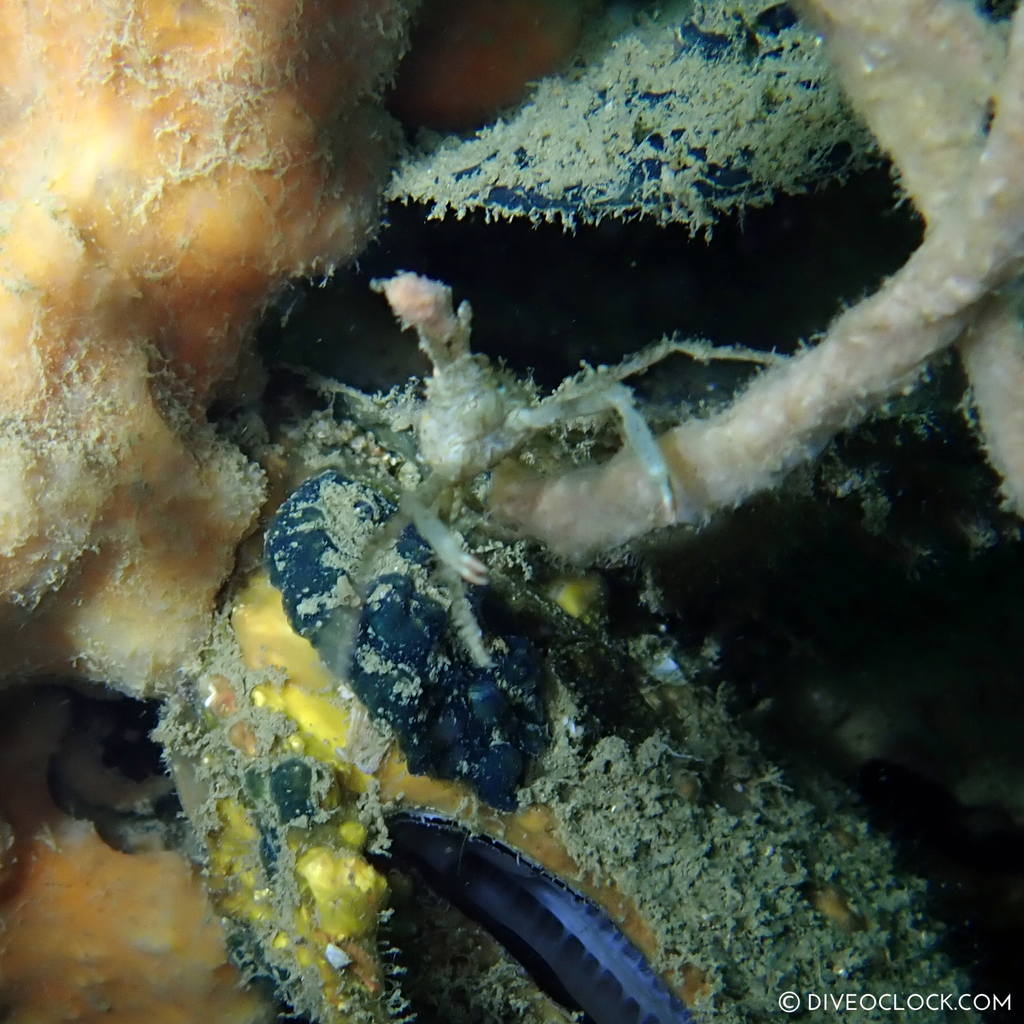 diveoclock_scuba_diving_pattaya_wrecks_jomtien_thailand