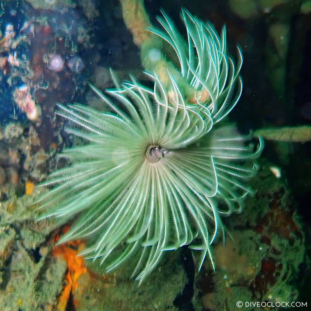 diveoclock_scuba_diving_pattaya_wrecks_jomtien_thailand