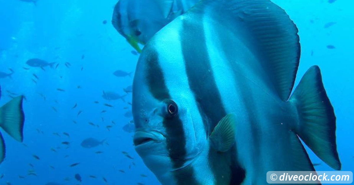 Sail Rock Koh Tao  The Best Dive Spot in the Gulf of Thailand   Asia Thailand Richelieu Rock 