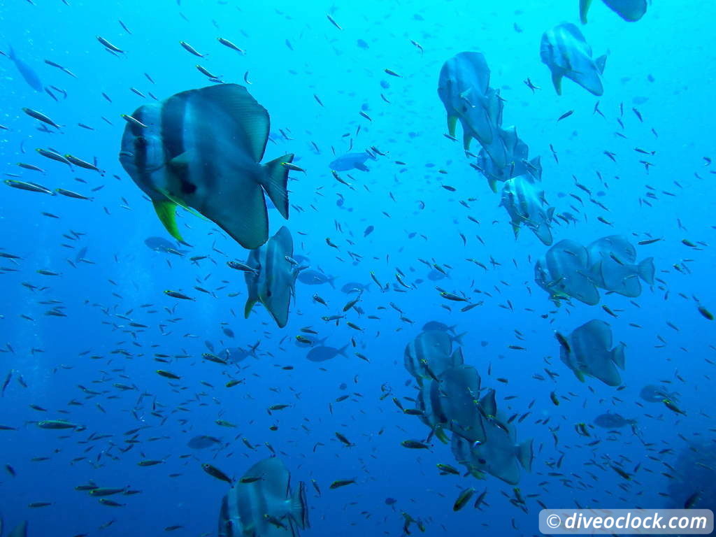 Richelieu Rock Discover The Best Dive Site of Thailand Without a Liveaboard Richelieu Rock Thailand Diveoclock 1