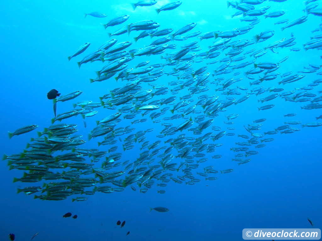 Richelieu Rock Discover The Best Dive Site of Thailand Without a Liveaboard Richelieu Rock Thailand Diveoclock 10