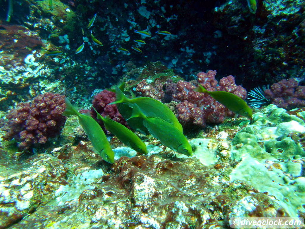 Richelieu Rock Discover The Best Dive Site of Thailand Without a Liveaboard Richelieu Rock Thailand Diveoclock 3