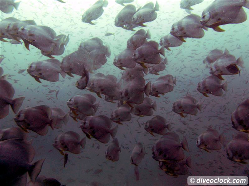 Sail Rock Koh Tao  The Best Dive Spot in the Gulf of Thailand  Sail Rock Thailand Diveoclock 1