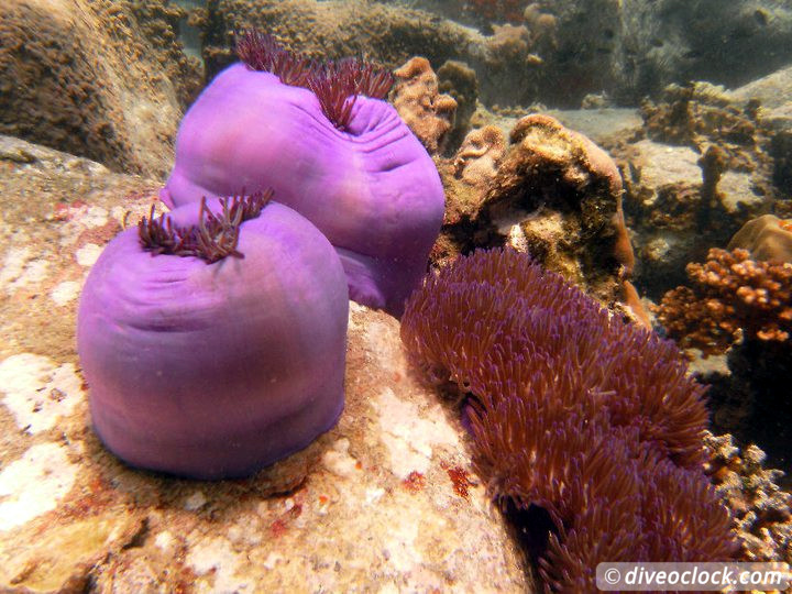 Sail Rock Koh Tao  The Best Dive Spot in the Gulf of Thailand  Sail Rock Thailand Diveoclock 11