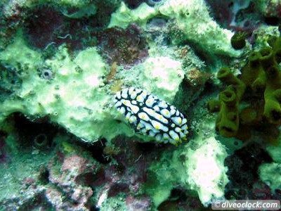 Sail Rock Koh Tao  The Best Dive Spot in the Gulf of Thailand  Sail Rock Thailand Diveoclock 12