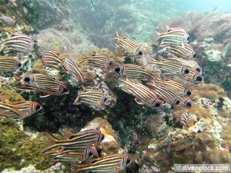 Sail Rock Koh Tao  The Best Dive Spot in the Gulf of Thailand  Sail Rock Thailand Diveoclock 13
