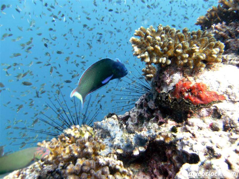 Sail Rock Koh Tao  The Best Dive Spot in the Gulf of Thailand  Sail Rock Thailand Diveoclock 14