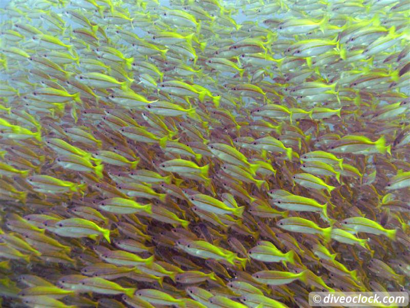 Sail Rock Koh Tao  The Best Dive Spot in the Gulf of Thailand  Sail Rock Thailand Diveoclock 15