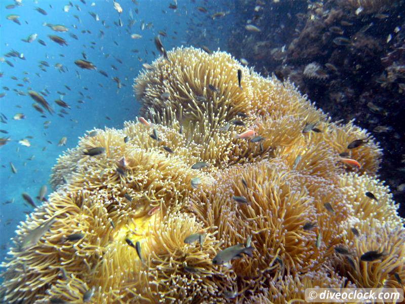 Sail Rock Koh Tao  The Best Dive Spot in the Gulf of Thailand  Sail Rock Thailand Diveoclock 16