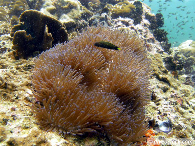 Sail Rock Koh Tao  The Best Dive Spot in the Gulf of Thailand  Sail Rock Thailand Diveoclock 17