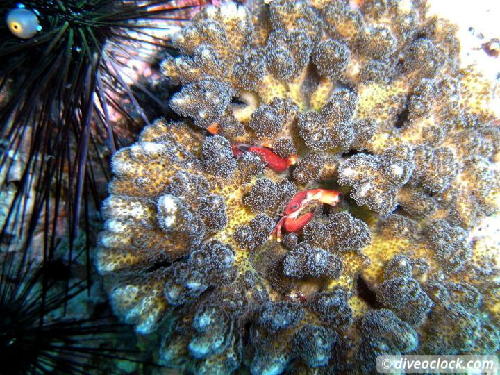 Sail Rock Koh Tao  The Best Dive Spot in the Gulf of Thailand  Sail Rock Thailand Diveoclock 18