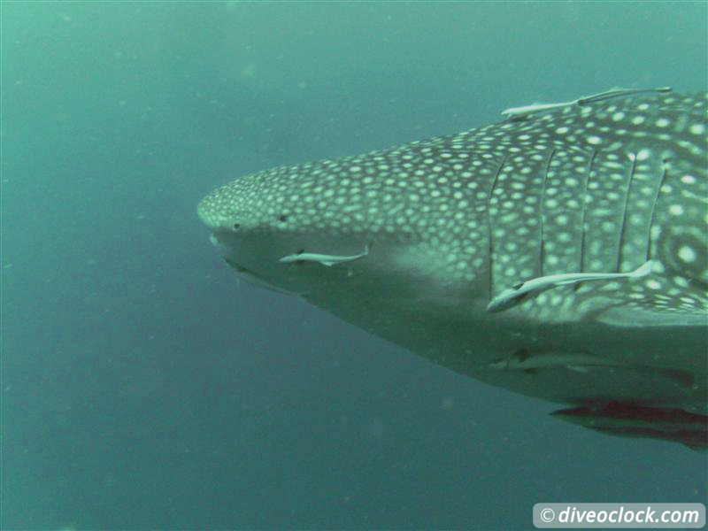 Sail Rock Koh Tao  The Best Dive Spot in the Gulf of Thailand  Sail Rock Thailand Diveoclock 4